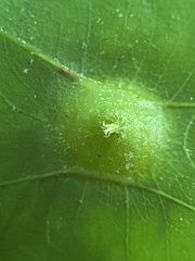 Phylloxera caryaesepta