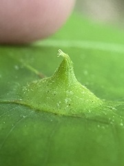 Phylloxera caryaesepta