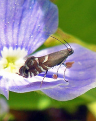 Glyphipterix simpliciella