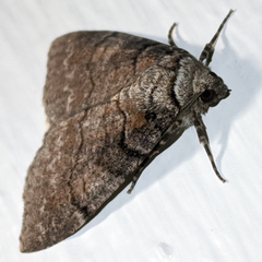 Smyriodes aplectaria