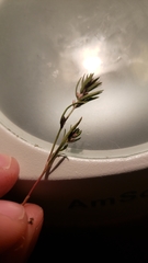 Polygonum polygaloides kelloggii