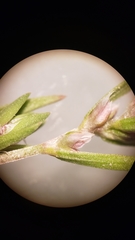 Polygonum polygaloides kelloggii