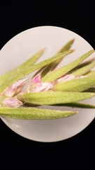 Polygonum polygaloides kelloggii