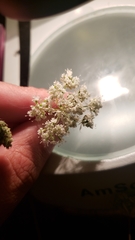 Perideridia lemmonii