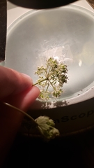 Perideridia lemmonii