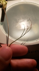 Perideridia lemmonii