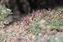 Astragalus leucolobus