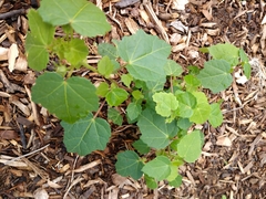 Pavonia lasiopetala