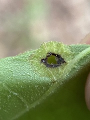 Phylloxera caryaefoliae