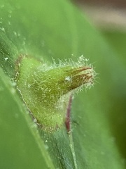 Phylloxera caryaefoliae