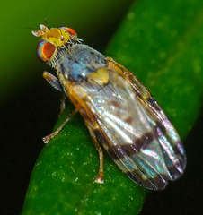 Sphenella ruficeps