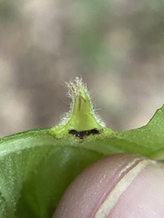 Phylloxera caryaefoliae