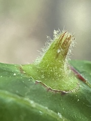 Phylloxera caryaefoliae