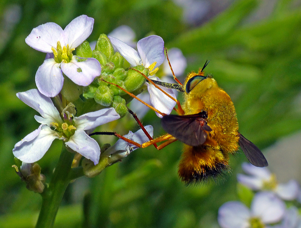 Sisyromyia
