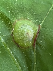 Phylloxera caryaefoliae