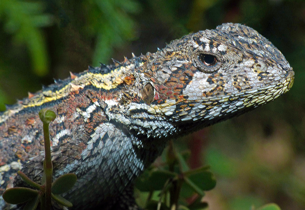 Mountain Dragons