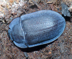 Pterohelaeus peltatus