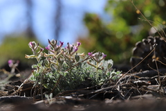 Astragalus leucolobus