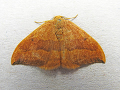 Watsonalla cultraria