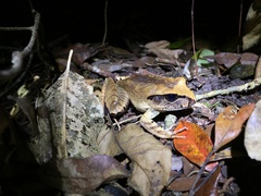 Mixophyes carbinensis