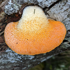 Crepidotus nephrodes
