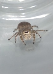 Phidippus octopunctatus