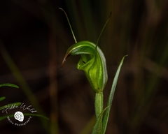 Pterostylis torquata