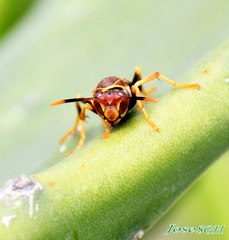 Polistes instabilis