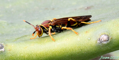 Polistes instabilis
