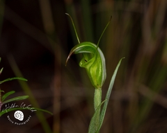 Pterostylis torquata