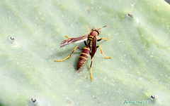 Polistes instabilis