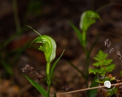 Pterostylis torquata
