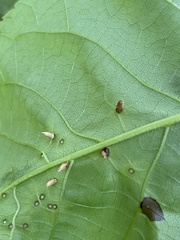 Caryomyia striolata