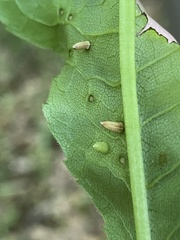 Caryomyia striolata