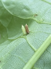 Caryomyia striolata
