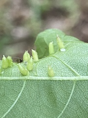 Caryomyia striolata