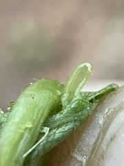 Caryomyia striolata