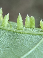 Caryomyia striolata