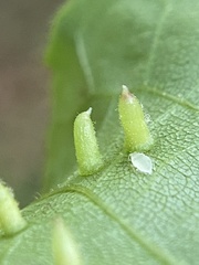 Caryomyia striolata