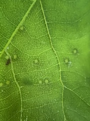 Caryomyia striolata