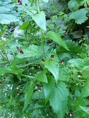 Scrophularia peregrina