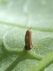 Caryomyia striolata