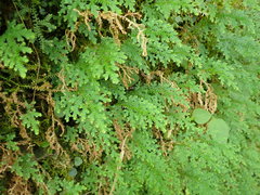 Selaginella labordei