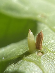 Caryomyia striolata