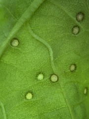 Caryomyia striolata