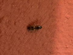 Aeolus mellillus