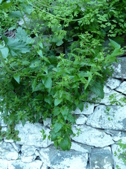 Scrophularia peregrina