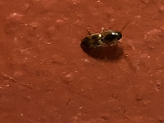 Aeolus mellillus