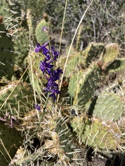 Delphinium parishii subglobosum