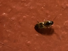 Aeolus mellillus
